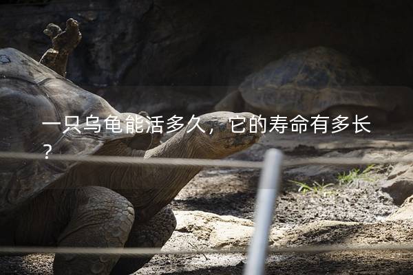 一只烏龜能活多久，它的壽命有多長？